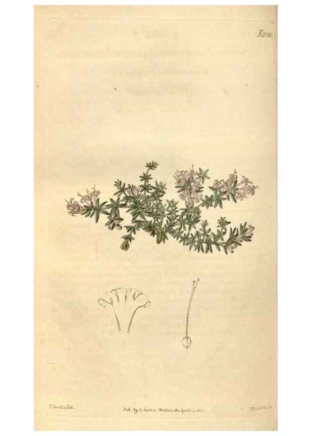 Reproducción/Reproduction 34380563693: Curtis's botanical magazine.. London ; New York [etc.] :Academic Press [etc.]