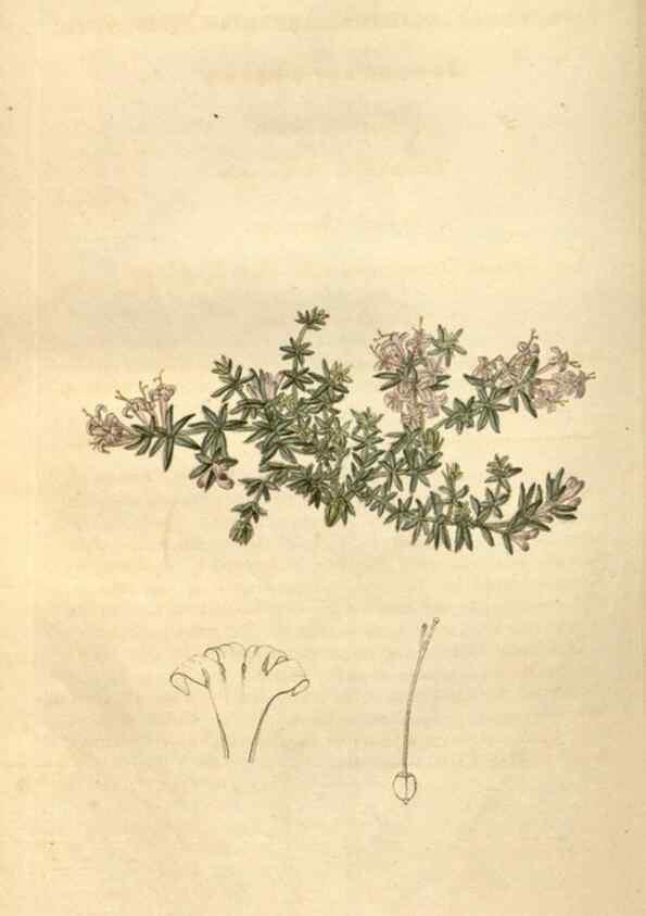 Reproducción/Reproduction 34380563693: Curtis's botanical magazine.. London ; New York [etc.] :Academic Press [etc.]