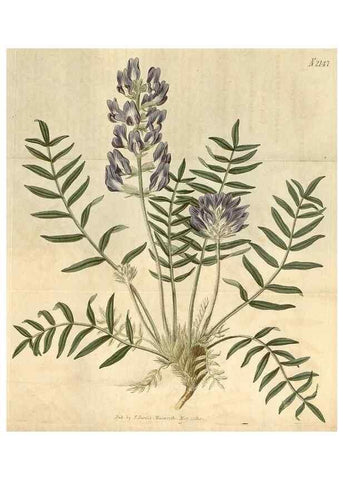 Reproducción/Reproduction 34380564883: Curtis's botanical magazine.. London ; New York [etc.] :Academic Press [etc.]