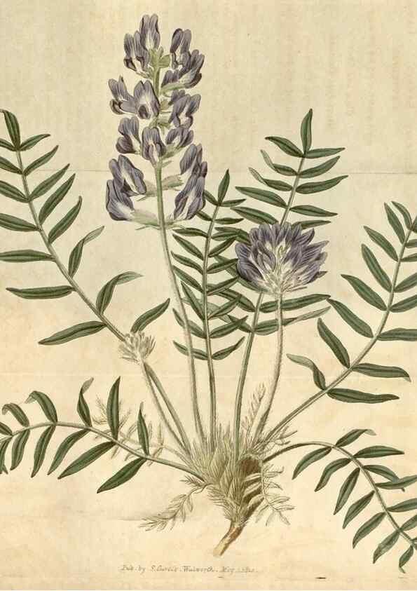 Reproducción/Reproduction 34380564883: Curtis's botanical magazine.. London ; New York [etc.] :Academic Press [etc.]