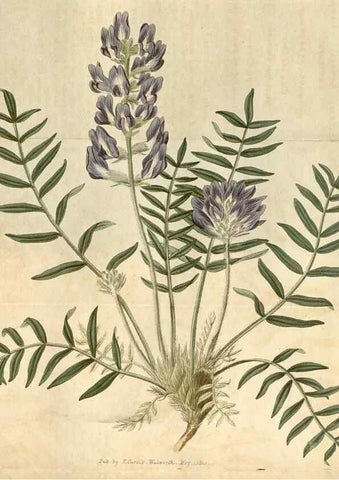 Reproducción/Reproduction 34380564883: Curtis's botanical magazine.. London ; New York [etc.] :Academic Press [etc.]