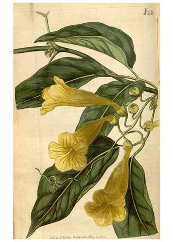 Reproducción/Reproduction 34345442094: Curtis's botanical magazine.. London ; New York [etc.] :Academic Press [etc.]