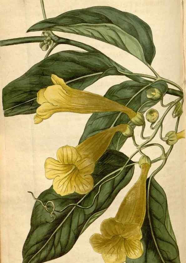 Reproducción/Reproduction 34345442094: Curtis's botanical magazine.. London ; New York [etc.] :Academic Press [etc.]
