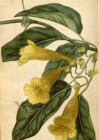 Reproducción/Reproduction 34345442094: Curtis's botanical magazine.. London ; New York [etc.] :Academic Press [etc.]