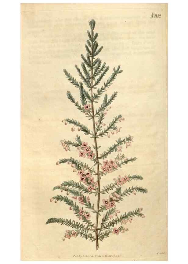 Reproducción/Reproduction 34345445444: Curtis's botanical magazine.. London ; New York [etc.] :Academic Press [etc.]