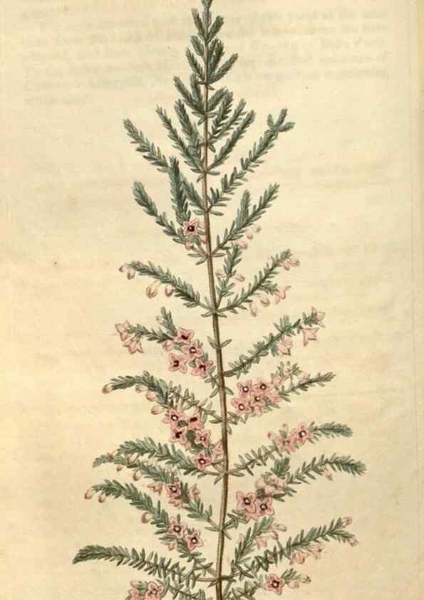 Reproducción/Reproduction 34345445444: Curtis's botanical magazine.. London ; New York [etc.] :Academic Press [etc.]