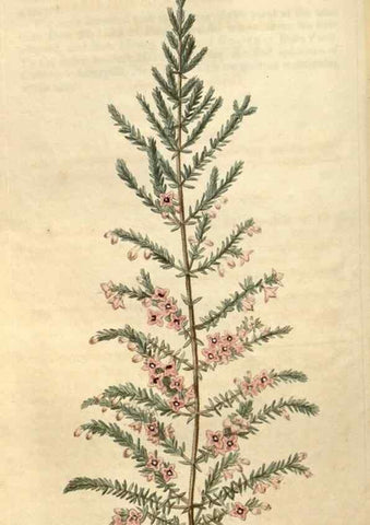 Reproducción/Reproduction 34345445444: Curtis's botanical magazine.. London ; New York [etc.] :Academic Press [etc.]