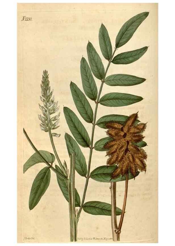 Reproducción/Reproduction 35059642441: Curtis's botanical magazine.. London ; New York [etc.] :Academic Press [etc.]
