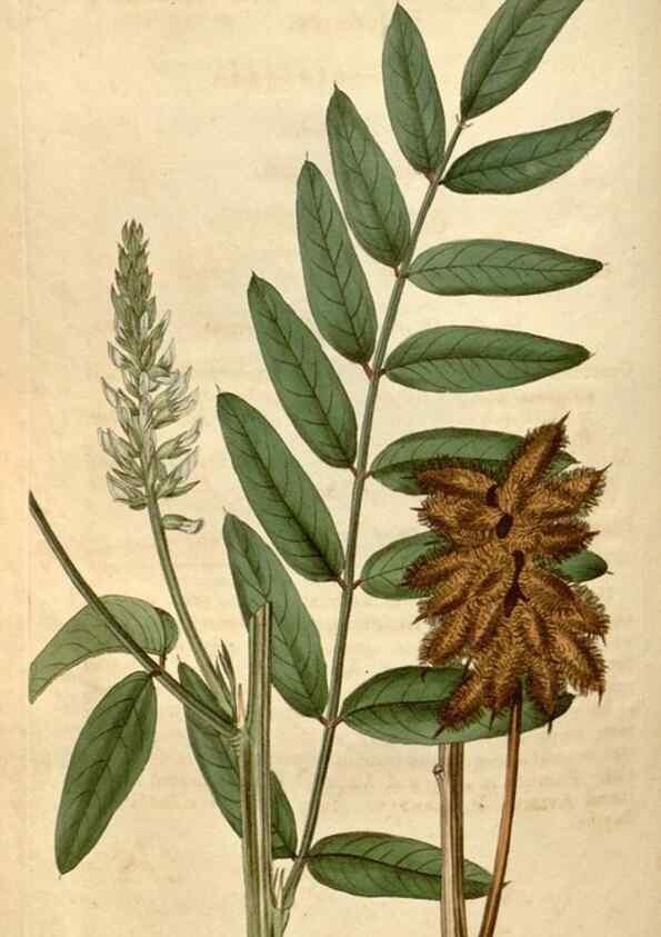 Reproducción/Reproduction 35059642441: Curtis's botanical magazine.. London ; New York [etc.] :Academic Press [etc.]