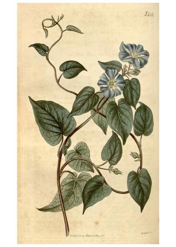 Reproducción/Reproduction 35059643601: Curtis's botanical magazine.. London ; New York [etc.] :Academic Press [etc.]