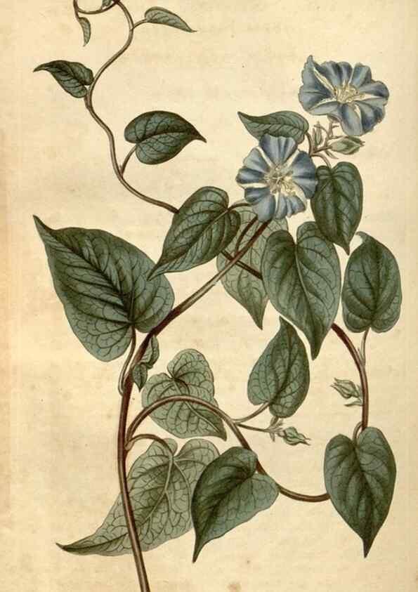 Reproducción/Reproduction 35059643601: Curtis's botanical magazine.. London ; New York [etc.] :Academic Press [etc.]