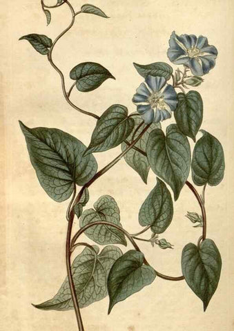 Reproducción/Reproduction 35059643601: Curtis's botanical magazine.. London ; New York [etc.] :Academic Press [etc.]
