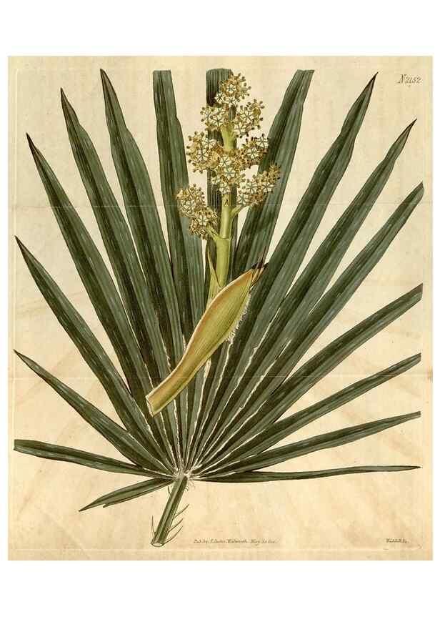 Reproducción/Reproduction 35024797562: Curtis's botanical magazine.. London ; New York [etc.] :Academic Press [etc.]