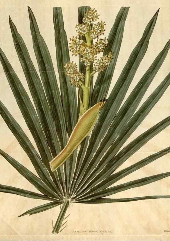 Reproducción/Reproduction 35024797562: Curtis's botanical magazine.. London ; New York [etc.] :Academic Press [etc.]
