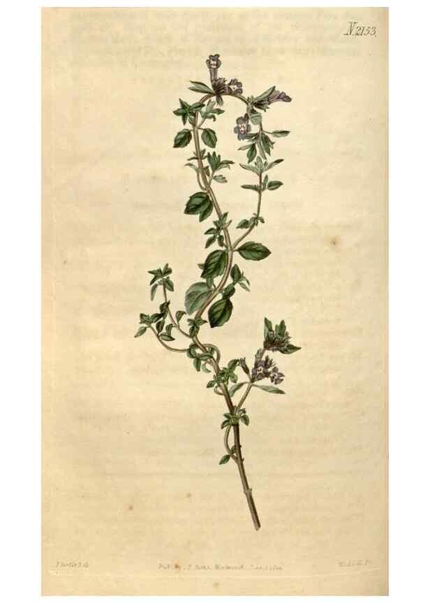 Reproducción/Reproduction 34345454714: Curtis's botanical magazine.. London ; New York [etc.] :Academic Press [etc.]