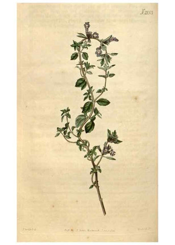 Reproducción/Reproduction 34345454714: Curtis's botanical magazine.. London ; New York [etc.] :Academic Press [etc.]