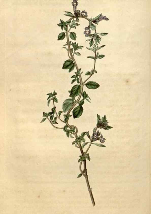 Reproducción/Reproduction 34345454714: Curtis's botanical magazine.. London ; New York [etc.] :Academic Press [etc.]