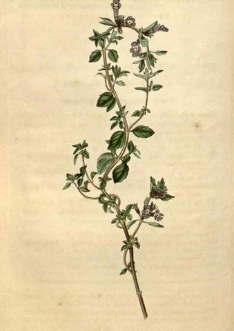 Reproducción/Reproduction 34345454714: Curtis's botanical magazine.. London ; New York [etc.] :Academic Press [etc.]