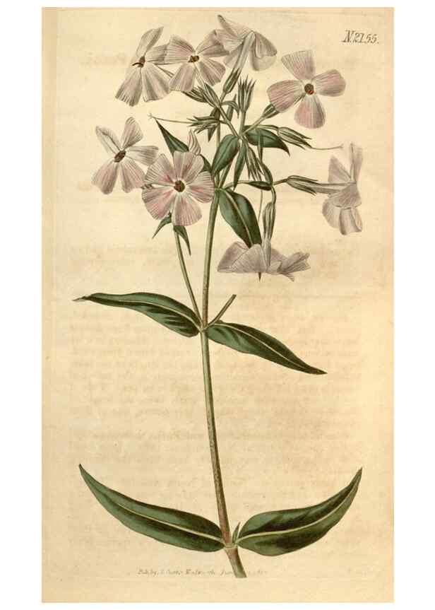 Reproducción/Reproduction 34345459134: Curtis's botanical magazine.. London ; New York [etc.] :Academic Press [etc.]