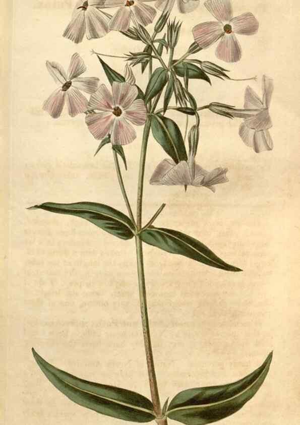 Reproducción/Reproduction 34345459134: Curtis's botanical magazine.. London ; New York [etc.] :Academic Press [etc.]