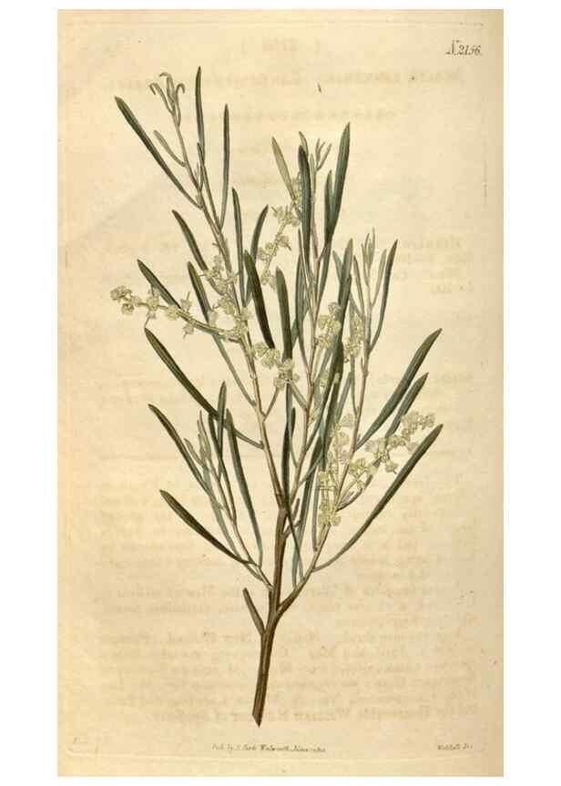 Reproducción/Reproduction 34380579203: Curtis's botanical magazine.. London ; New York [etc.] :Academic Press [etc.]
