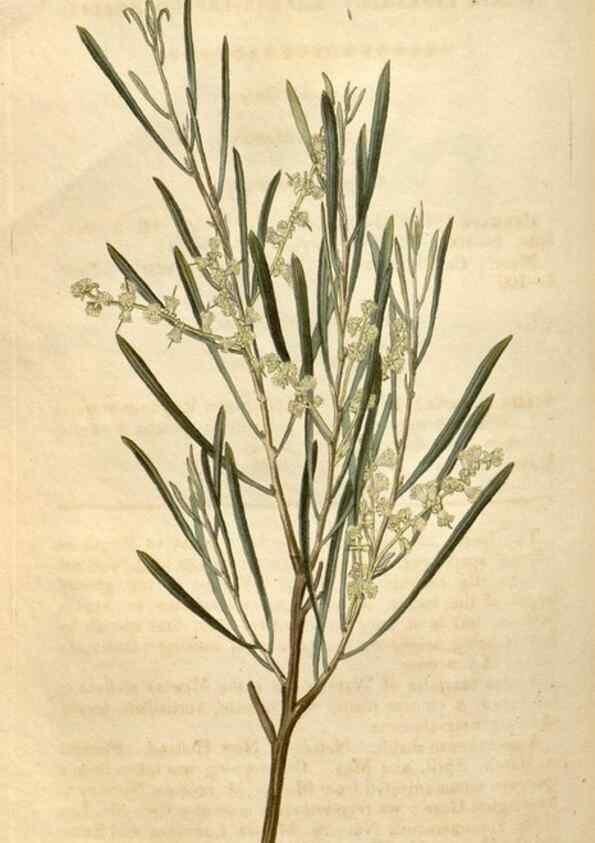 Reproducción/Reproduction 34380579203: Curtis's botanical magazine.. London ; New York [etc.] :Academic Press [etc.]