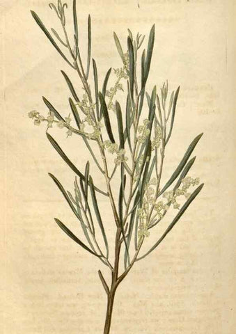 Reproducción/Reproduction 34380579203: Curtis's botanical magazine.. London ; New York [etc.] :Academic Press [etc.]