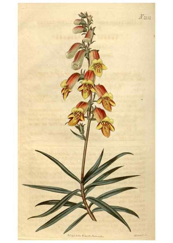 Reproducción/Reproduction 34380580853: Curtis's botanical magazine.. London ; New York [etc.] :Academic Press [etc.]