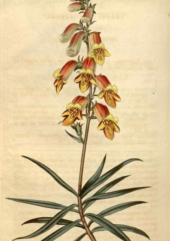 Reproducción/Reproduction 34380580853: Curtis's botanical magazine.. London ; New York [etc.] :Academic Press [etc.]