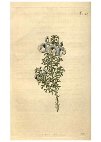 Reproducción/Reproduction 34380582293: Curtis's botanical magazine.. London ; New York [etc.] :Academic Press [etc.]