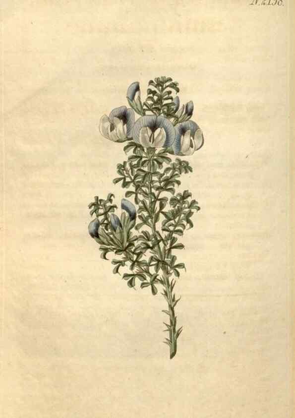 Reproducción/Reproduction 34380582293: Curtis's botanical magazine.. London ; New York [etc.] :Academic Press [etc.]