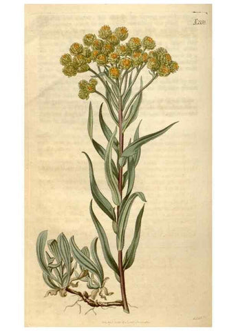 Reproducción/Reproduction 34380583893: Curtis's botanical magazine.. London ; New York [etc.] :Academic Press [etc.]