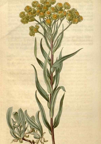 Reproducción/Reproduction 34380583893: Curtis's botanical magazine.. London ; New York [etc.] :Academic Press [etc.]