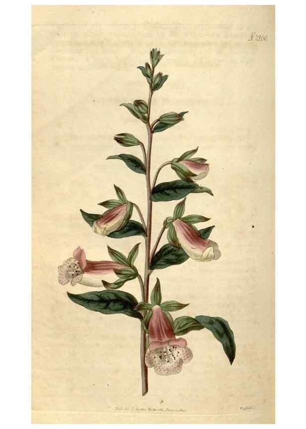 Reproducción/Reproduction 34345468624: Curtis's botanical magazine.. London ; New York [etc.] :Academic Press [etc.]