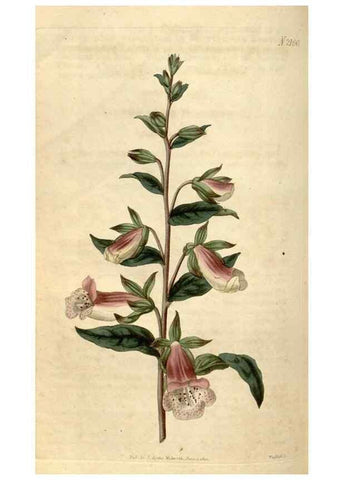 Reproducción/Reproduction 34345468624: Curtis's botanical magazine.. London ; New York [etc.] :Academic Press [etc.]