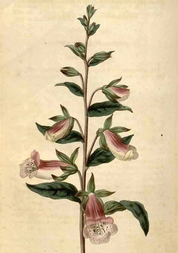 Reproducción/Reproduction 34345468624: Curtis's botanical magazine.. London ; New York [etc.] :Academic Press [etc.]