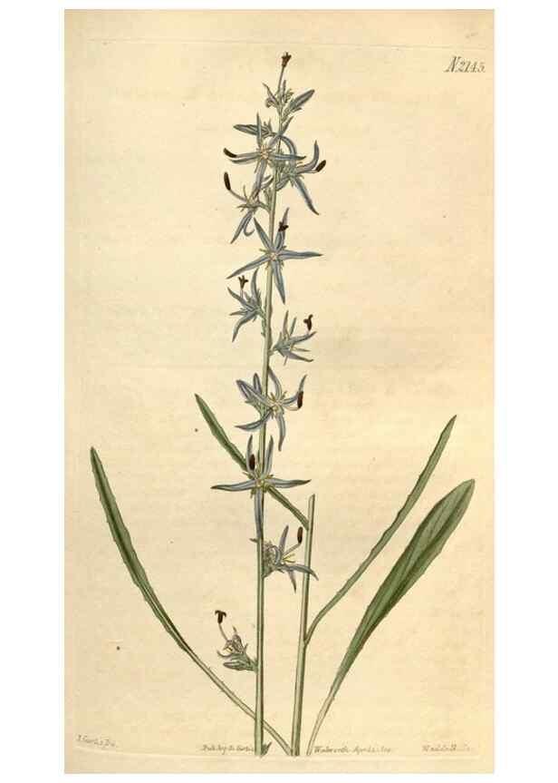 Reproducción/Reproduction 34380561903: Curtis's botanical magazine.. London ; New York [etc.] :Academic Press [etc.]