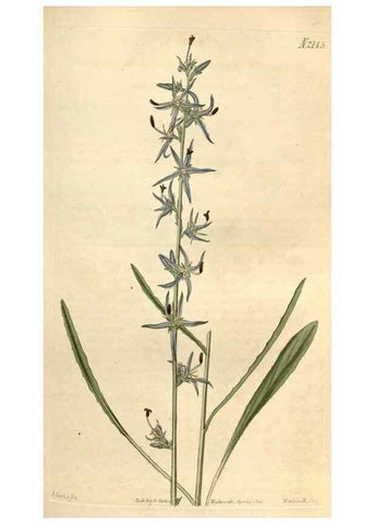 Reproducción/Reproduction 34380561903: Curtis's botanical magazine.. London ; New York [etc.] :Academic Press [etc.]