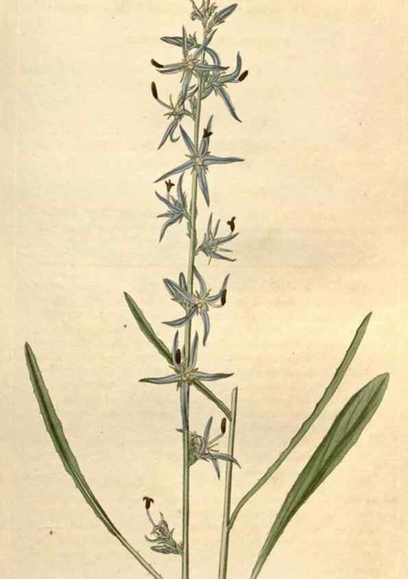 Reproducción/Reproduction 34380561903: Curtis's botanical magazine.. London ; New York [etc.] :Academic Press [etc.]