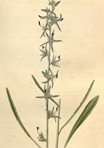 Reproducción/Reproduction 34380561903: Curtis's botanical magazine.. London ; New York [etc.] :Academic Press [etc.]