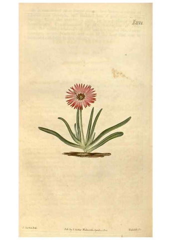 Reproducción/Reproduction 34380559563: Curtis's botanical magazine.. London ; New York [etc.] :Academic Press [etc.]