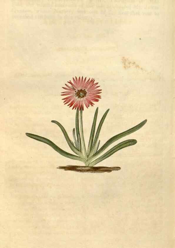 Reproducción/Reproduction 34380559563: Curtis's botanical magazine.. London ; New York [etc.] :Academic Press [etc.]