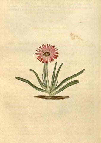 Reproducción/Reproduction 34380559563: Curtis's botanical magazine.. London ; New York [etc.] :Academic Press [etc.]