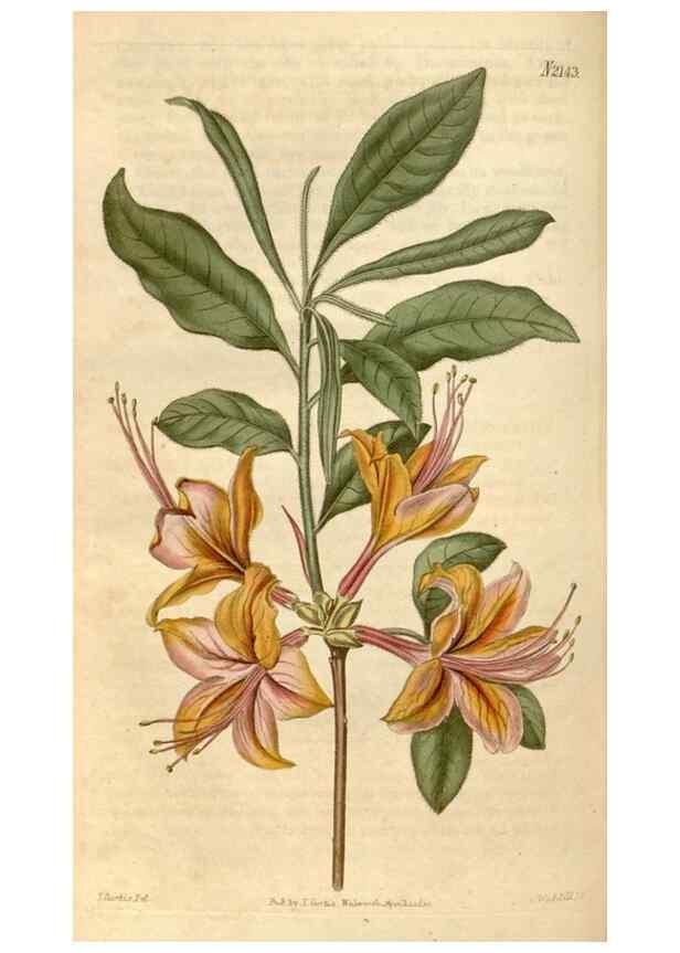 Reproducción/Reproduction 34380557513: Curtis's botanical magazine.. London ; New York [etc.] :Academic Press [etc.]