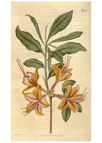 Reproducción/Reproduction 34380557513: Curtis's botanical magazine.. London ; New York [etc.] :Academic Press [etc.]
