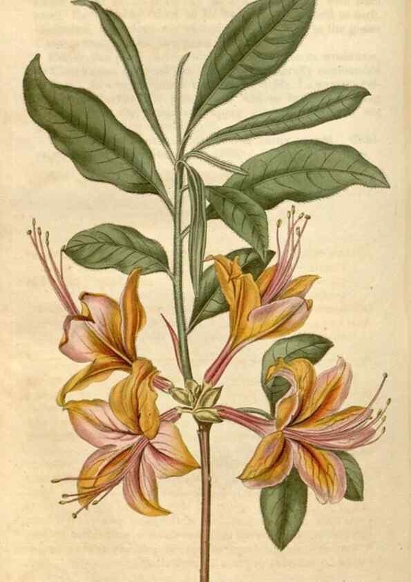 Reproducción/Reproduction 34380557513: Curtis's botanical magazine.. London ; New York [etc.] :Academic Press [etc.]
