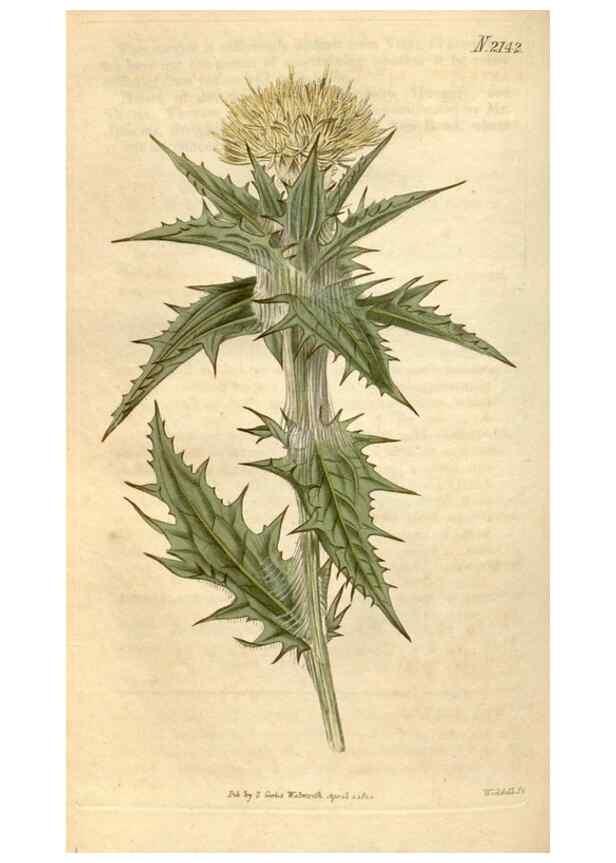 Reproducción/Reproduction 34380555833: Curtis's botanical magazine.. London ; New York [etc.] :Academic Press [etc.]