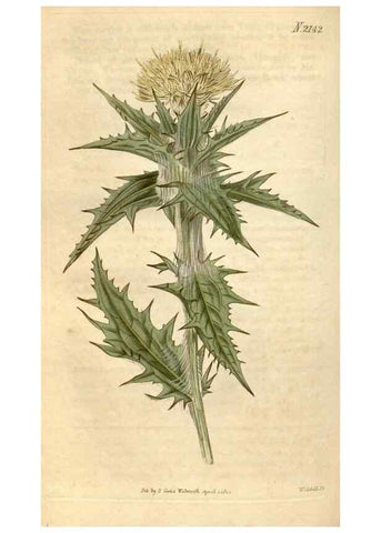 Reproducción/Reproduction 34380555833: Curtis's botanical magazine.. London ; New York [etc.] :Academic Press [etc.]