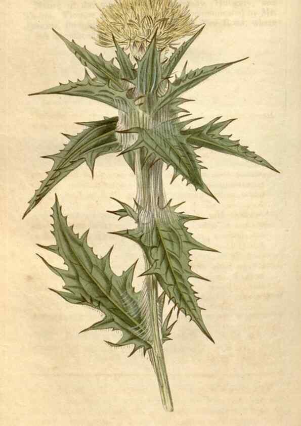 Reproducción/Reproduction 34380555833: Curtis's botanical magazine.. London ; New York [etc.] :Academic Press [etc.]