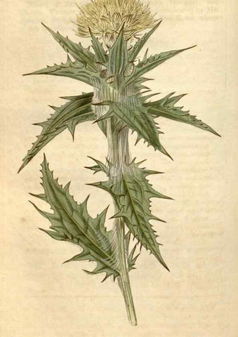 Reproducción/Reproduction 34380555833: Curtis's botanical magazine.. London ; New York [etc.] :Academic Press [etc.]